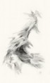 /album/disegni1/donna-con-colombe-web-jpg1/